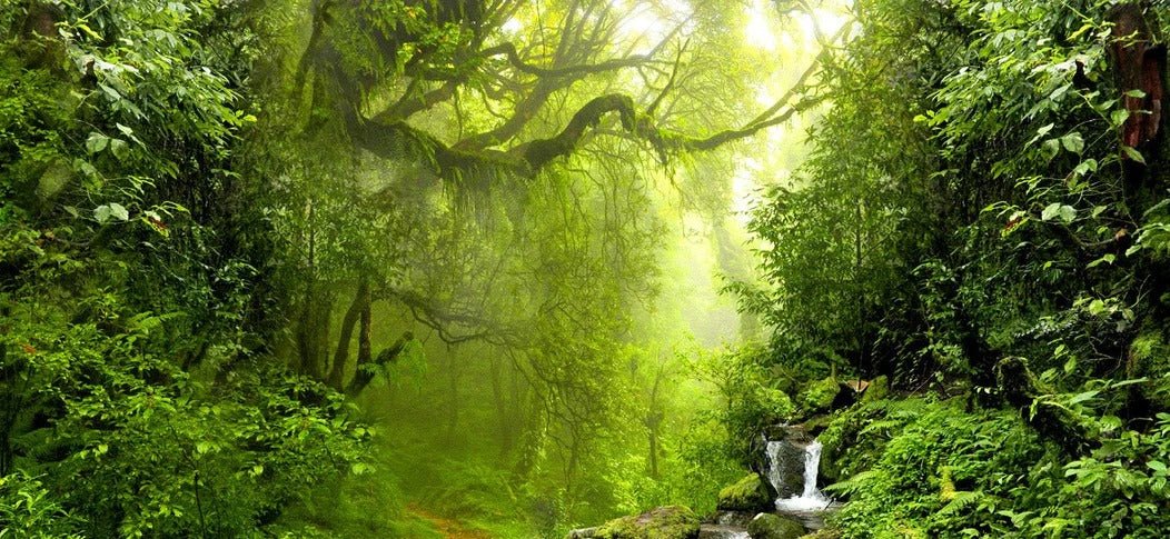 Tapete Wasserfall & Wald