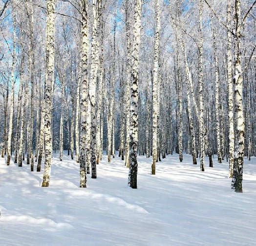 WC-Tapete Birke Wood Forest