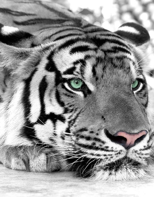 Tapete Tiger Weiß Majestätisch