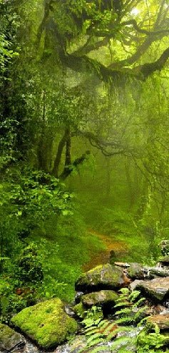 Tapete Wasserfall & Wald