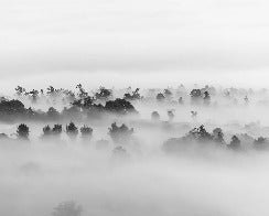 Tapete nebliges Holz