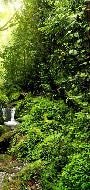 Tapete Wasserfall & Wald