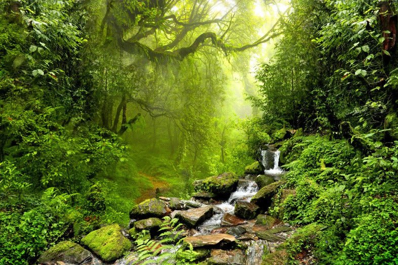 Tapete Wasserfall & Wald