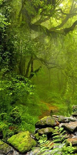 Tapete Wasserfall & Wald