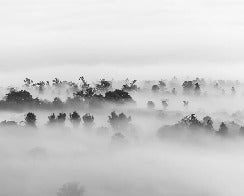 Tapete nebliges Holz