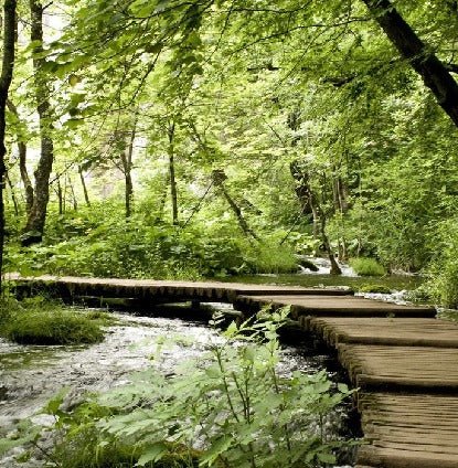 Tapete Bistro Trompe l'oeil Waldweg