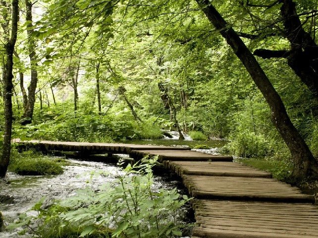 Tapete Bistro Trompe l'oeil Waldweg