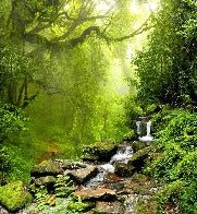 Tapete Wasserfall & Wald