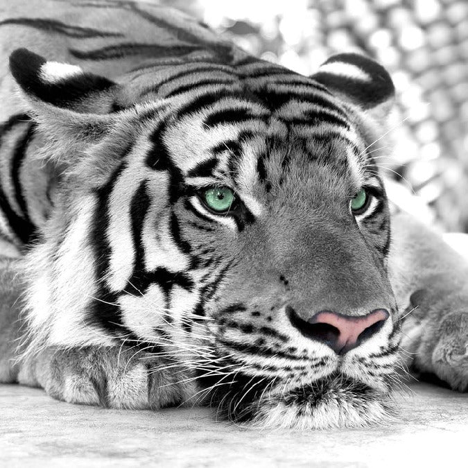 Tapete Tiger Weiß Majestätisch