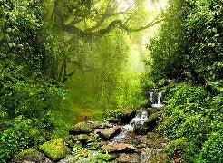 Tapete Wasserfall & Wald