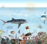 Marine animal wallpaper