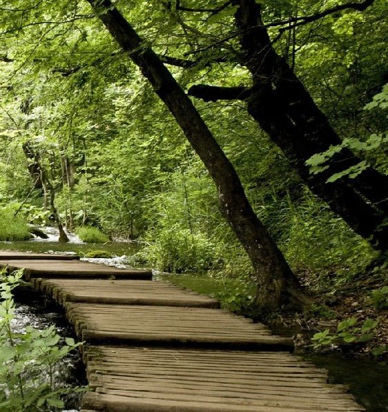 Tapete Bistro Trompe l'oeil Waldweg