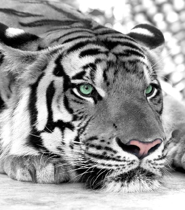 Tapete Tiger Weiß Majestätisch