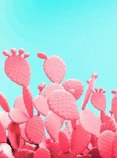 Tapete Kaktus Pop