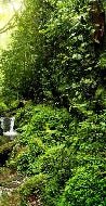 Tapete Wasserfall & Wald