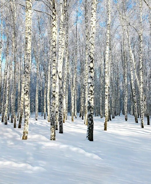 Tapete Birke Wood Forest