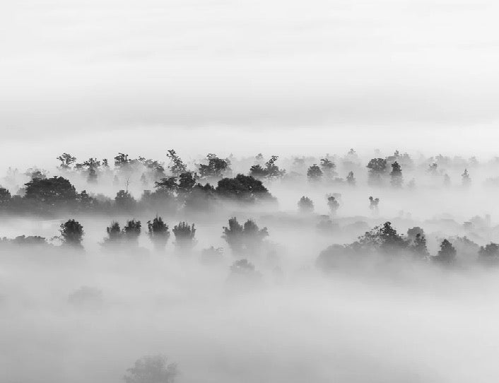 Tapete nebliges Holz