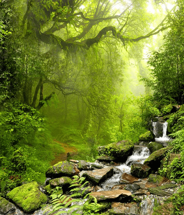 Tapete „Wasserfall und Wald“ – H 250 cm x B 214 cm – Material: Vinyl