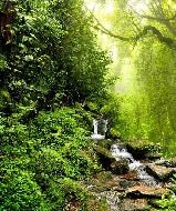 Tapete Wasserfall & Wald