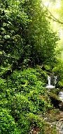 Tapete Wasserfall & Wald