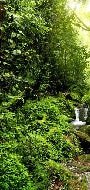 Tapete Wasserfall & Wald