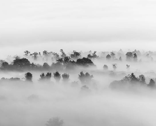 Tapete nebliges Holz