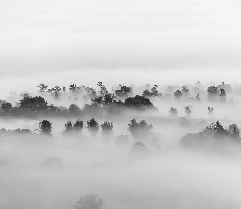 Tapete nebliges Holz