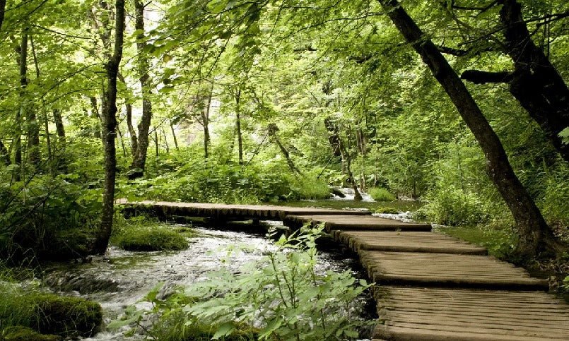 Tapete Bistro Trompe l'oeil Waldweg