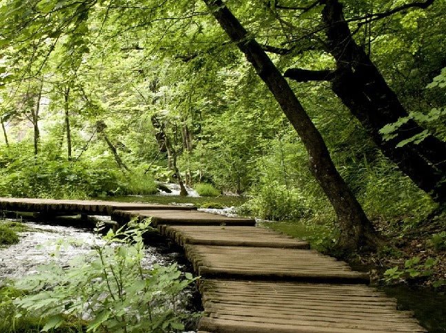 Tapete Bistro Trompe l'oeil Waldweg