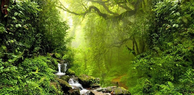 Tapete Wasserfall & Wald