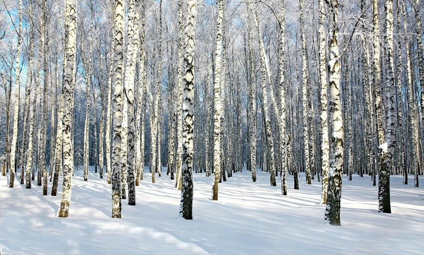 Tapete Birke Wood Forest