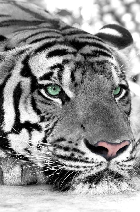 Tapete Tiger Weiß Majestätisch