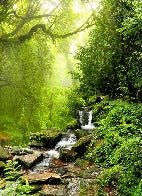 Tapete Wasserfall & Wald