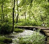 Tapete Bistro Trompe l'oeil Waldweg