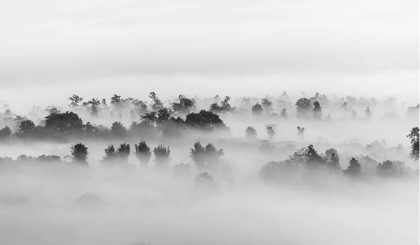 Nebeliger Wald-Hintergrundbild