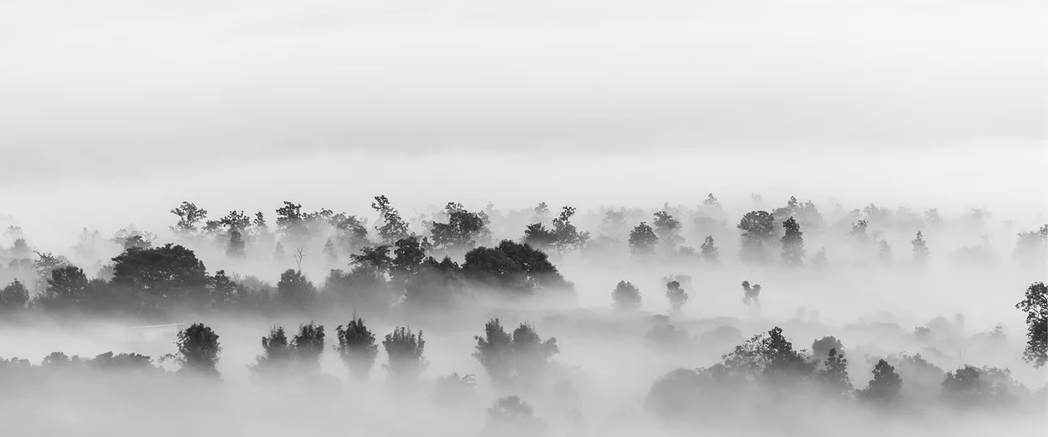 Tapete „Nebelholz“