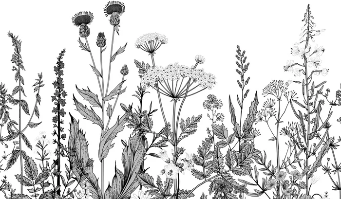 Schwarz-weiße botanische Folk-Tapete