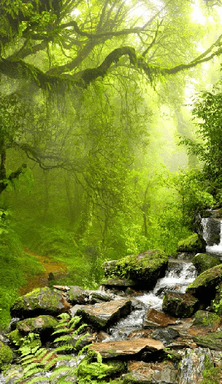 Tapete Wasserfall & Wald