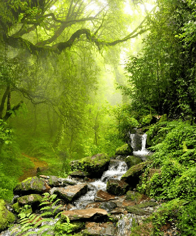 Tapete Wasserfall & Wald