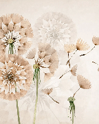 Tapete mit Löwenzahnblumen