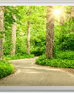 Trompe-l'œil-Tapete „Spaziergang im Wald“