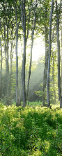 Tapete für das WC „Forêt de Pins“ (Kiefernwald)