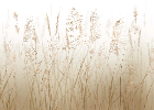 Tapete mit Weizenfeldblumen