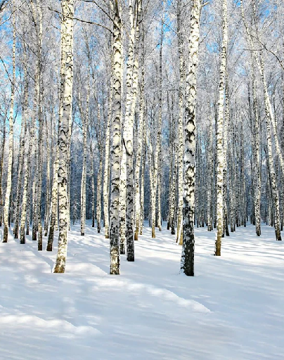 Papier peint Bouleau Wood Forêt
