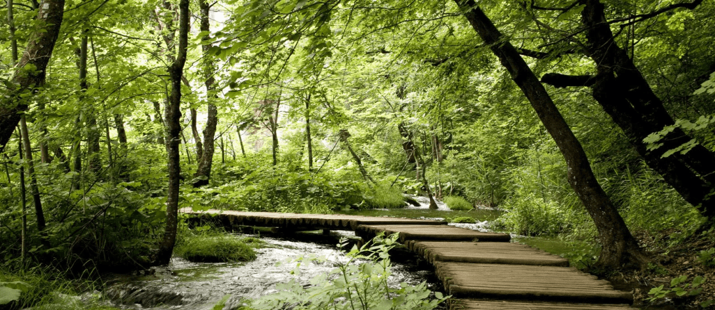 Tapete Bistro Trompe-l'œil Waldweg