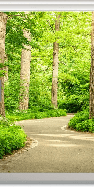 Tapete für das WC „Spaziergang im Wald“