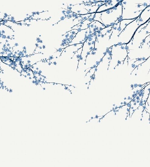 Panorama-Tapete Sakura-Blume weiß