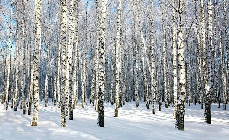 Tapete Birke Wood Forest
