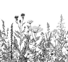 Botanische Tapete Folk schwarz und weiß