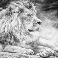 Tapete Dschungel the King lion